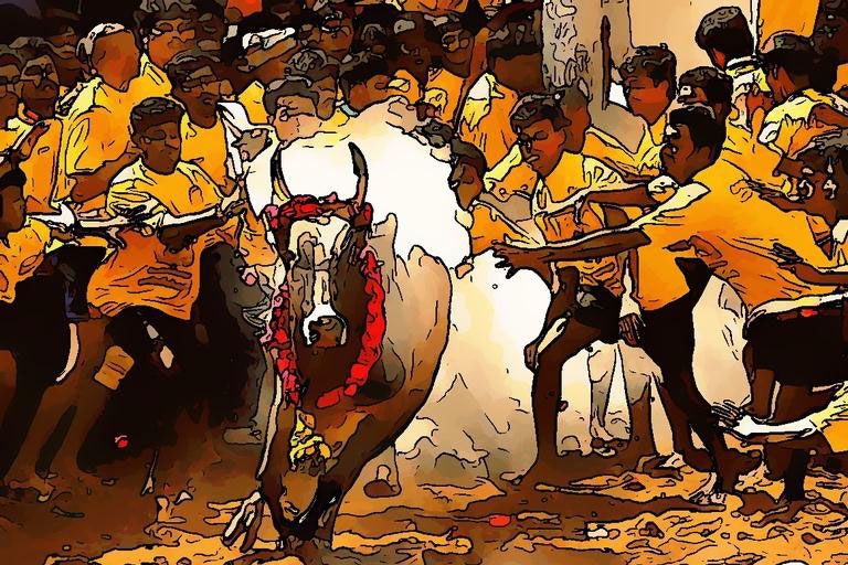 JALLIKATTU - BULL TAMING SPORT